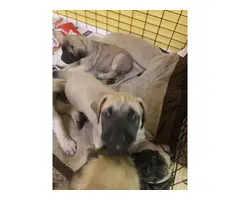 6 male 6 female English Mastiff puppies for sale - 4