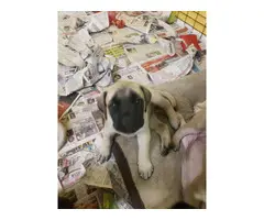 6 male 6 female English Mastiff puppies for sale - 5