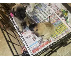 6 male 6 female English Mastiff puppies for sale - 6