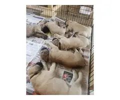6 male 6 female English Mastiff puppies for sale - 7