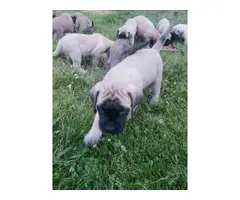 6 male 6 female English Mastiff puppies for sale - 8