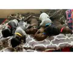 AKC German Shorthaired Pointers for Sale - 3