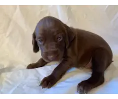 AKC German Shorthaired Pointers for Sale - 5