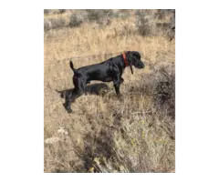 AKC German Shorthaired Pointers for Sale - 7