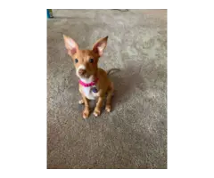 Red nose chihuahua puppy looking for home