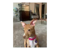 Red nose chihuahua puppy looking for home - 2