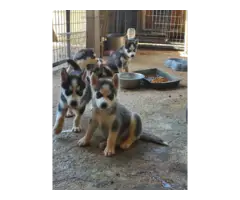 Husky puppies for sale - 1