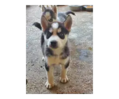 Husky puppies for sale - 4