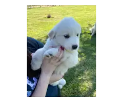 4 Great Pyrenees puppies For sale
