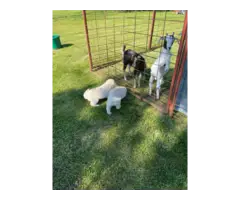 4 Great Pyrenees puppies For sale - 2