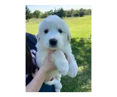 4 Great Pyrenees puppies For sale - 3