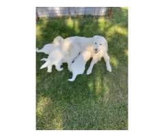 4 Great Pyrenees puppies For sale - 5