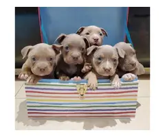 5 UKC American Bully Puppies for Sale