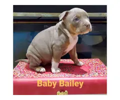 5 UKC American Bully Puppies for Sale
