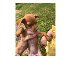 6 chiweenie puppies looking for homes