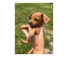 6 chiweenie puppies looking for homes - 3