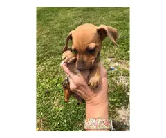 6 chiweenie puppies looking for homes - 4