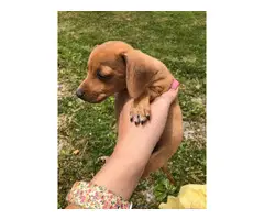 6 chiweenie puppies looking for homes - 5