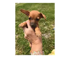 6 chiweenie puppies looking for homes - 6