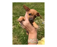 6 chiweenie puppies looking for homes - 7
