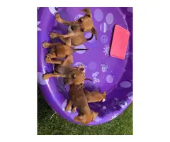 6 chiweenie puppies looking for homes - 9