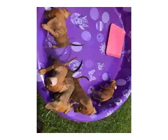 6 chiweenie puppies looking for homes - 10