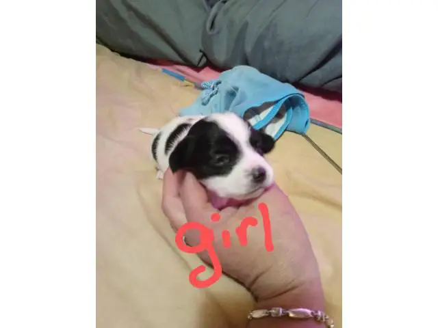 5 cute Malchi puppies looking for a great home - 4/5