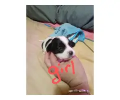 5 cute Malchi puppies looking for a great home - 4