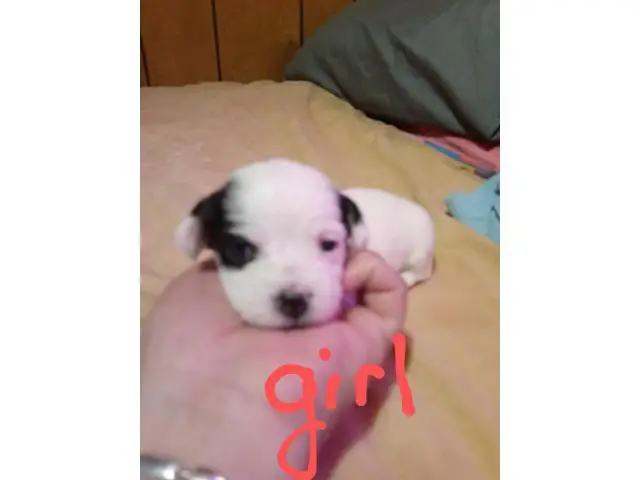 5 cute Malchi puppies looking for a great home - 5/5