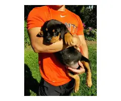 Rottweiler puppies for sale - 1