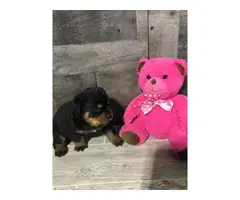 Rottweiler puppies for sale - 2