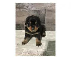 Rottweiler puppies for sale - 3