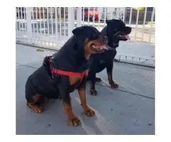 Rottweiler puppies for sale - 5