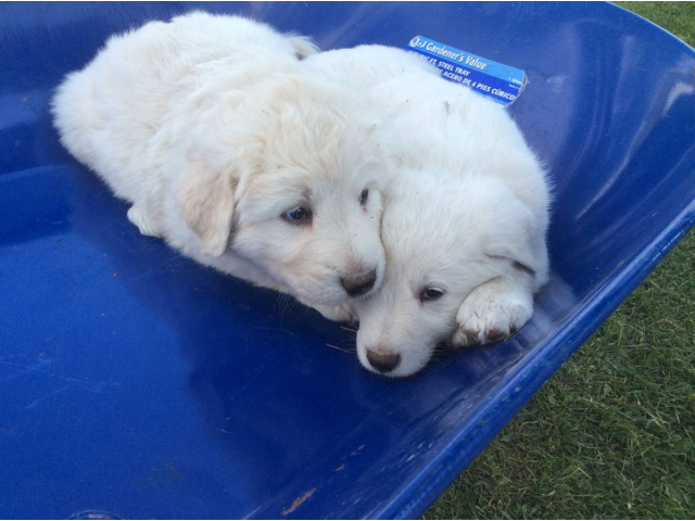 Pure white Akbash puppies for sale Ames - Puppies for Sale Near Me