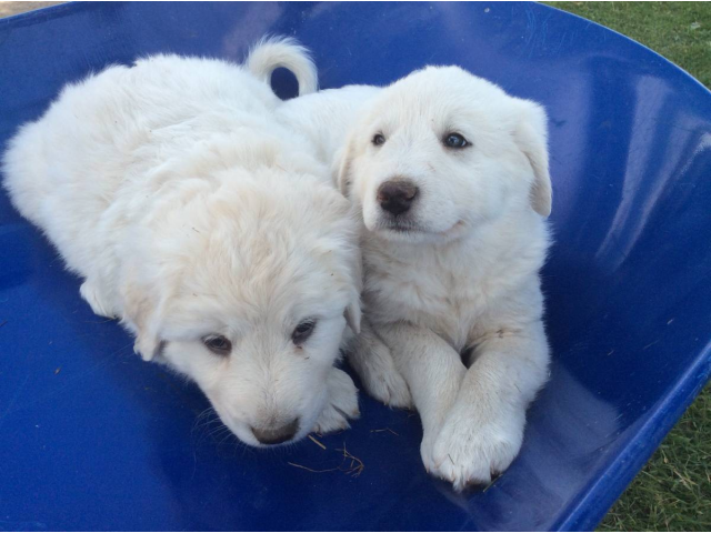 Pure White Akbash Puppies For Sale Ames - Puppies For Sale Near Me