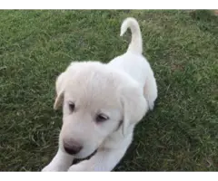 Pure white Akbash puppies for sale