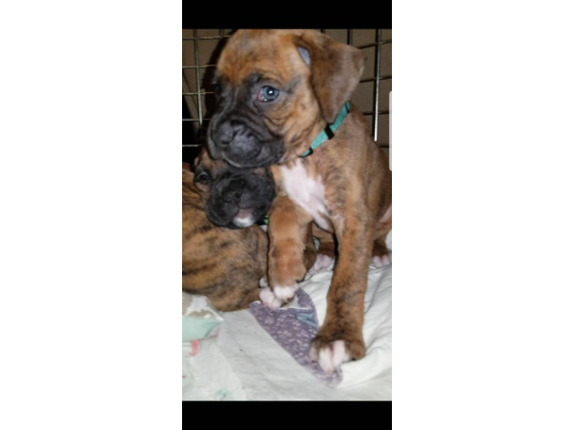 Boxer puppies for sale 2 males and 3 females in Las Vegas