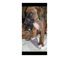 Boxer puppies for sale 2 males and 3 females - 3