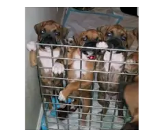 Boxer puppies for sale 2 males and 3 females - 5