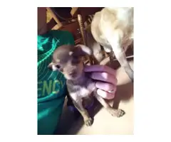 Loving and sweet Minpin puppies - 6