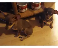 Loving and sweet Minpin puppies - 8