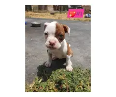 Purebred American Bulldog puppies looking for a good home - 1