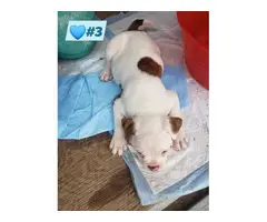 Purebred American Bulldog puppies looking for a good home - 4