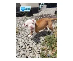 Purebred American Bulldog puppies looking for a good home - 5