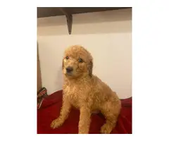6 weeks old Golden doodle puppies for sale - 1