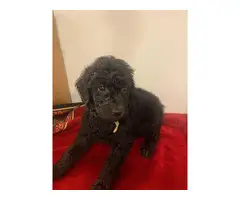 6 weeks old Golden doodle puppies for sale - 2