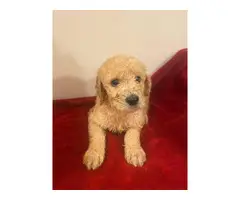 6 weeks old Golden doodle puppies for sale - 3