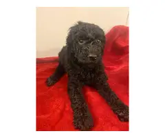 6 weeks old Golden doodle puppies for sale - 4