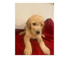6 weeks old Golden doodle puppies for sale - 5