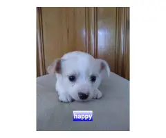 Chihuahua Puppies - 3